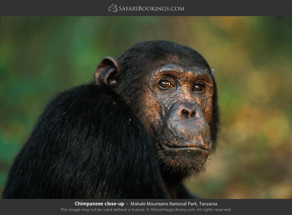 Chimpanzee close-up in Mahale Mountains National Park, Tanzania