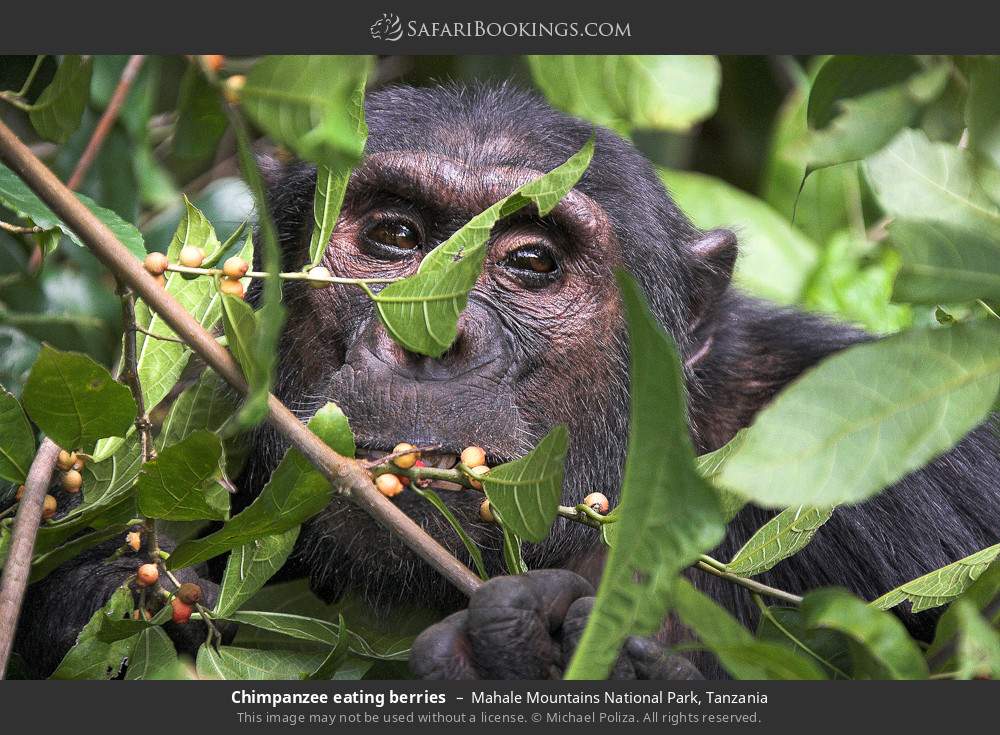 Chimpanzee eating berries in Mahale Mountains National Park, Tanzania