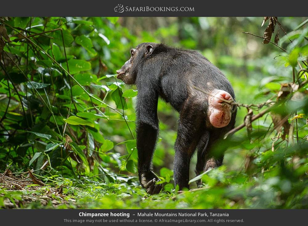 Chimpanzee hooting in Mahale Mountains National Park, Tanzania