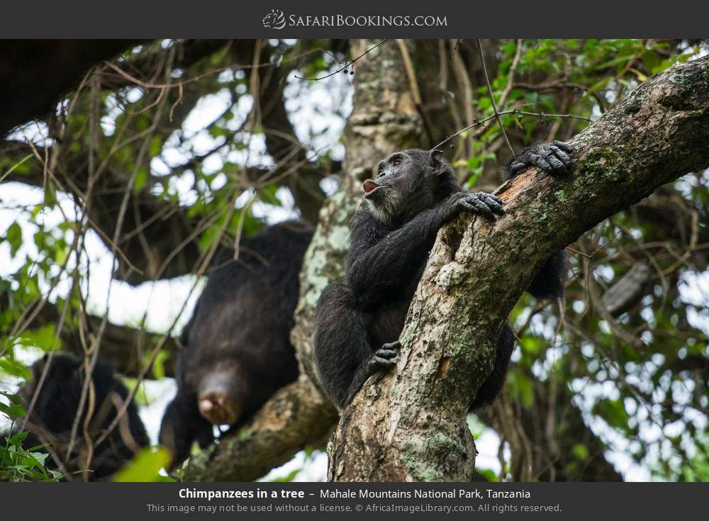 Chimpanzees in a tree in Mahale Mountains National Park, Tanzania
