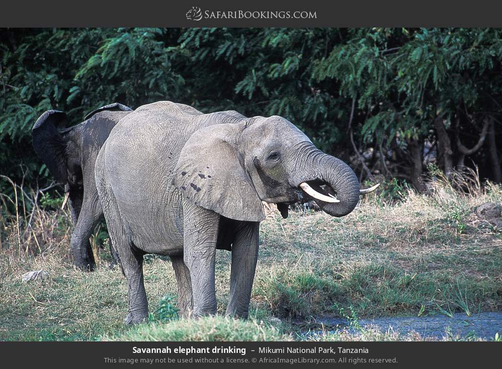 Savannah elephants by the water in Mikumi National Park, Tanzania