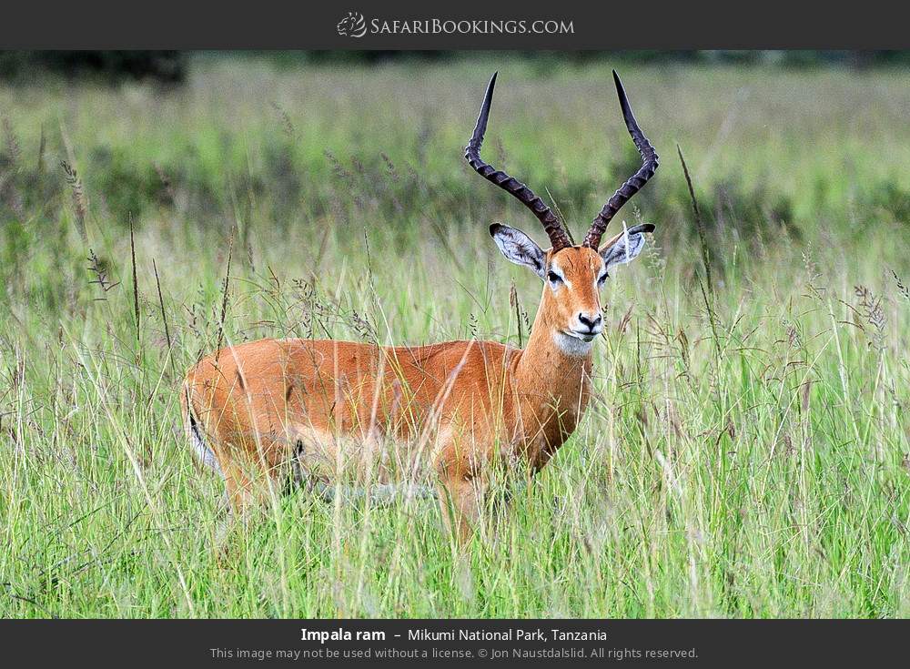 Impala ram in Mikumi National Park, Tanzania