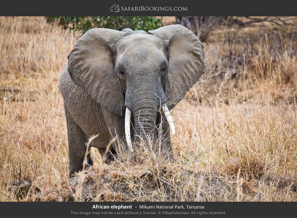 African elephant in Mikumi National Park, Tanzania