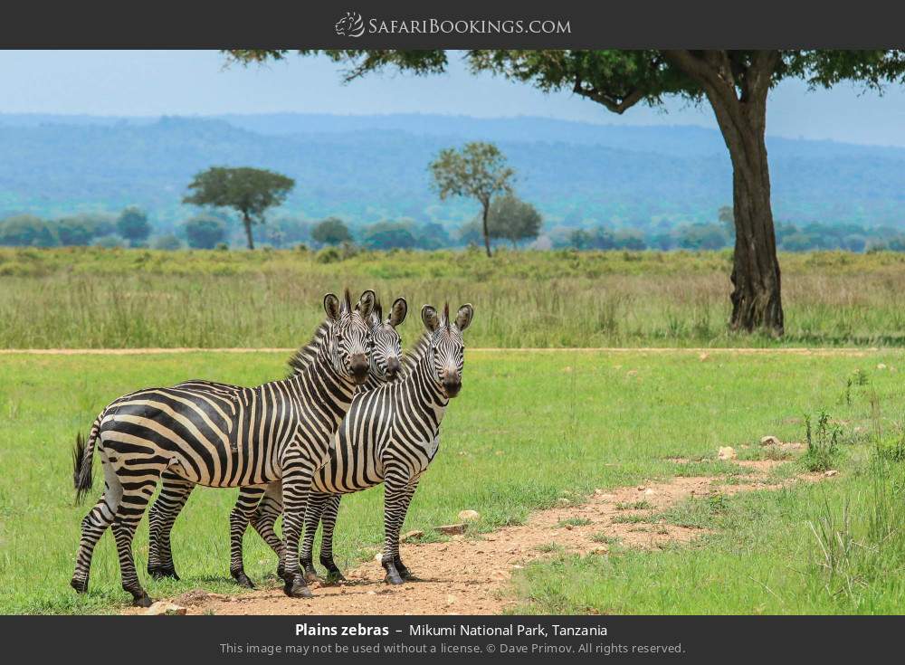 Plains zebras in Mikumi National Park, Tanzania