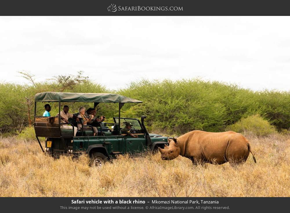 Safari vehicle with a black rhino in Mkomazi National Park, Tanzania