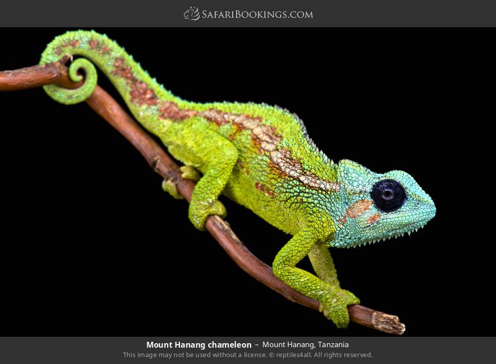 Mt Hanang chameleon in Mount Hanang, Tanzania
