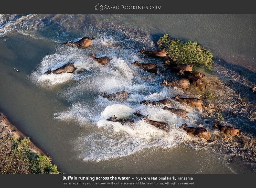 Buffalo running across the water in Nyerere National Park, Tanzania