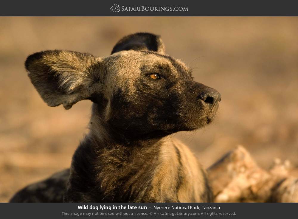 Wild dog lying in the late sun in Nyerere National Park, Tanzania
