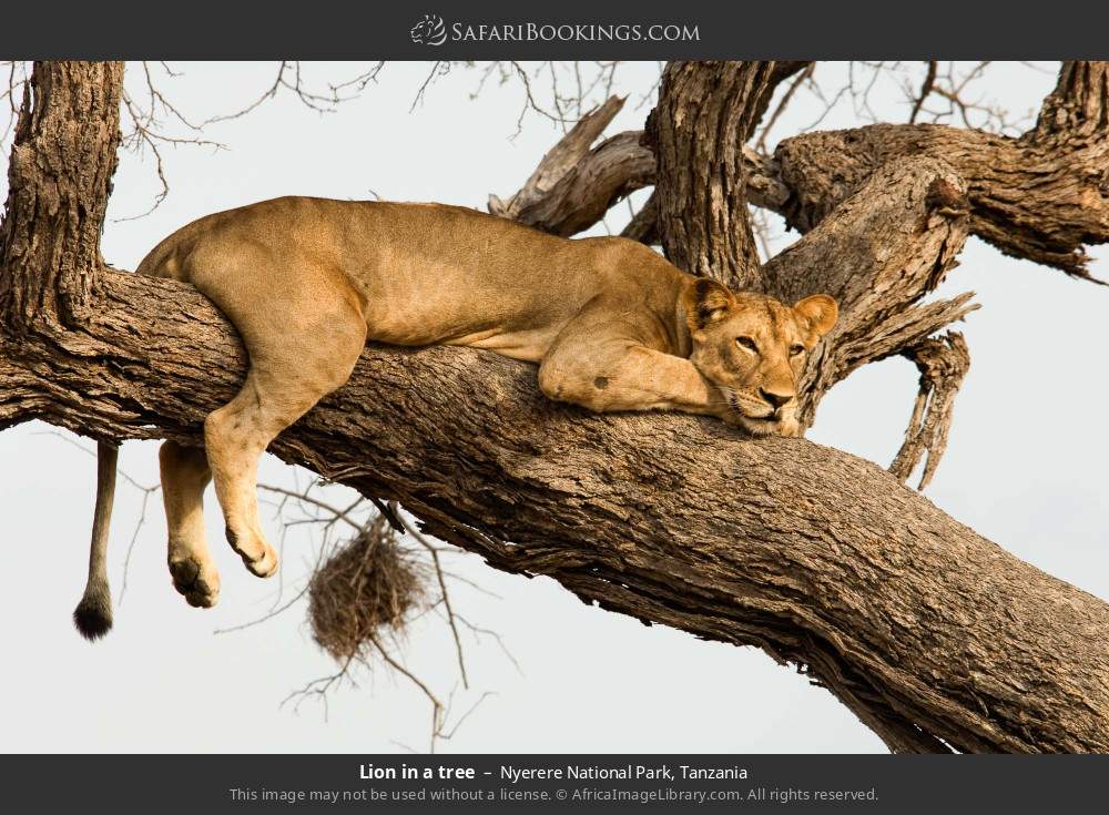 Lion in a tree in Nyerere National Park, Tanzania