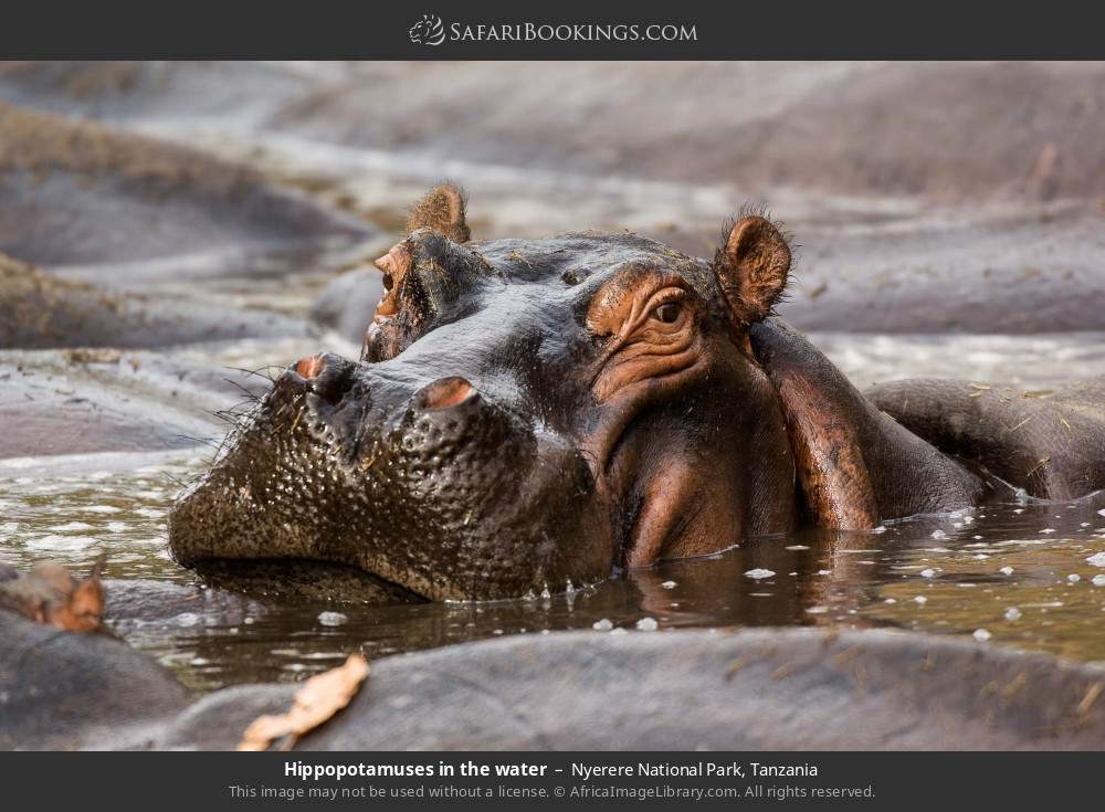Hippopotamuses in the water in Nyerere National Park, Tanzania
