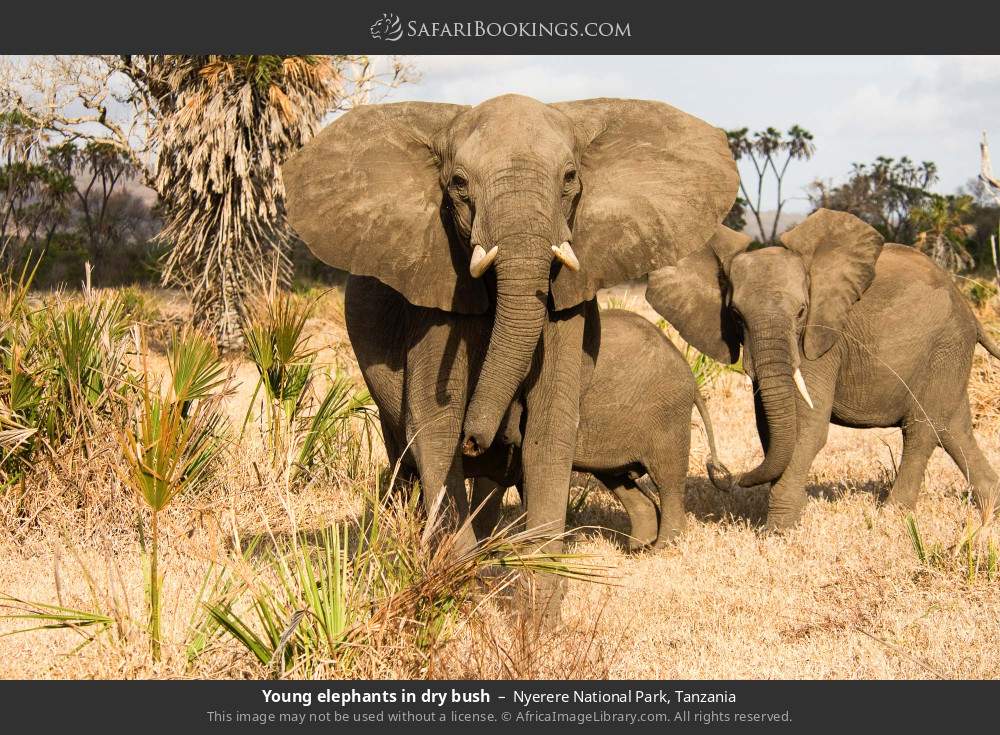 Young elephants in dry bush in Nyerere National Park, Tanzania