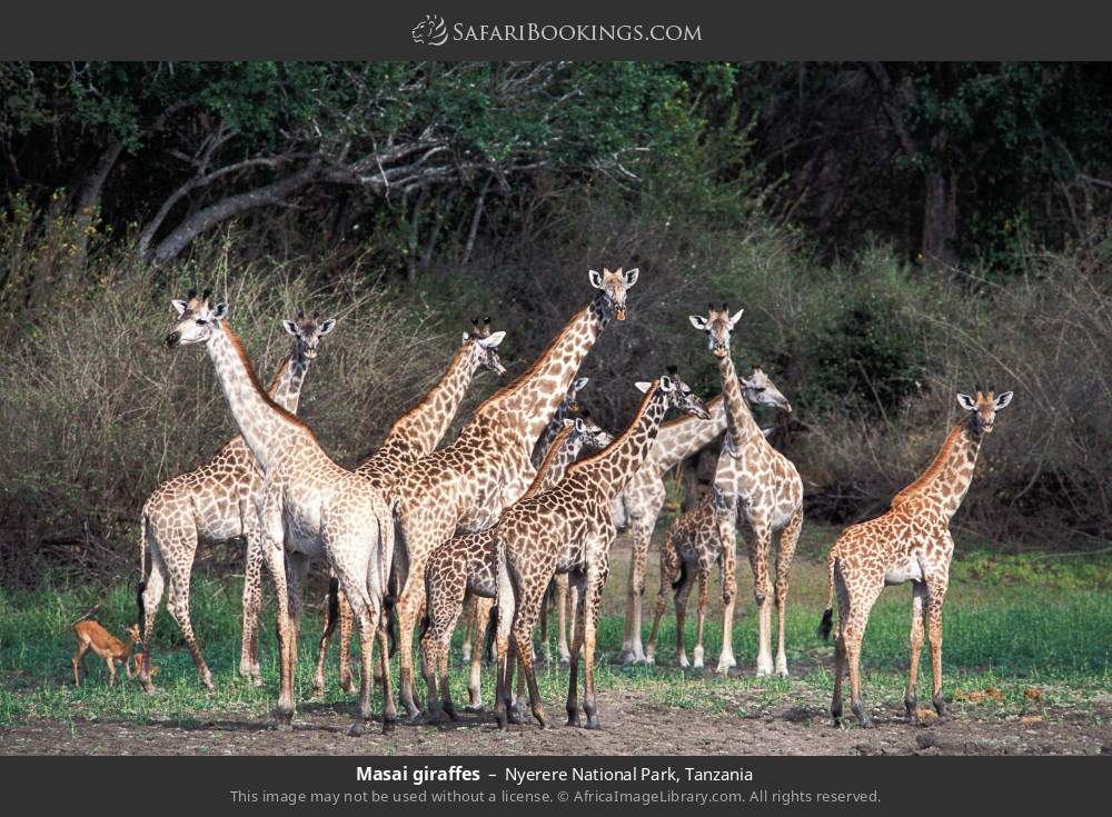 Masai giraffes in Nyerere National Park, Tanzania