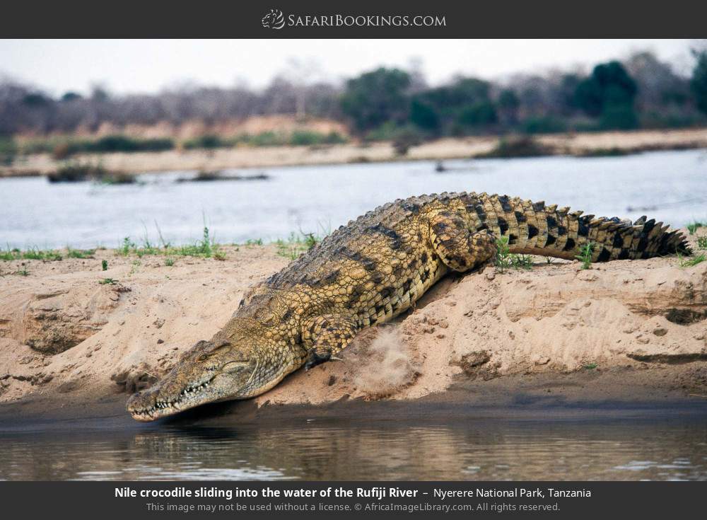 Nile crocodile sliding into the Rufiji River in Nyerere National Park, Tanzania