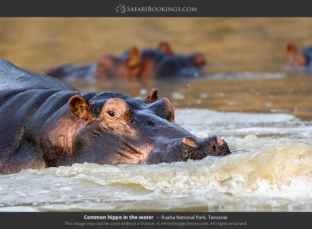 Common hippo in the water in Ruaha National Park, Tanzania