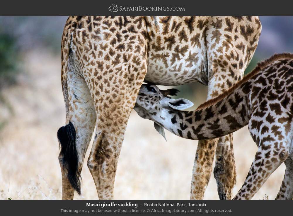 Masai giraffe suckling in Ruaha National Park, Tanzania