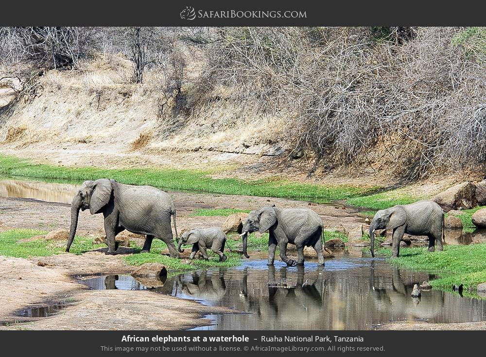 African elephants at a waterhole in Ruaha National Park, Tanzania