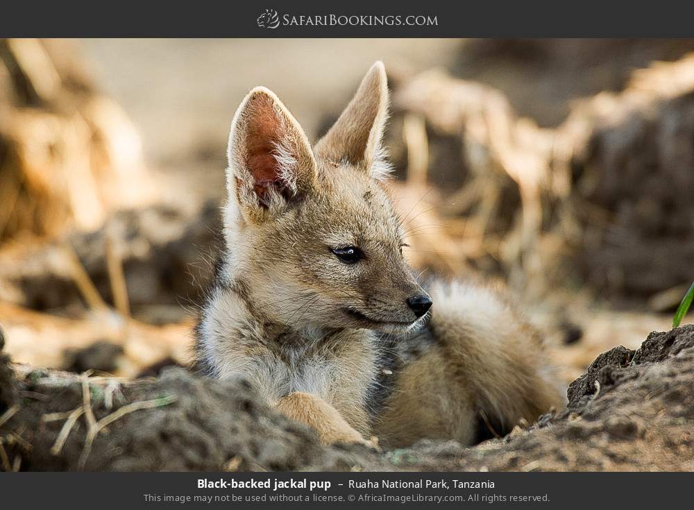 Black-backed jackal pup in Ruaha National Park, Tanzania