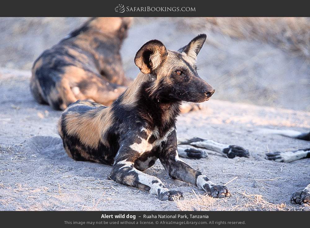 Alert wild dog in Ruaha National Park, Tanzania