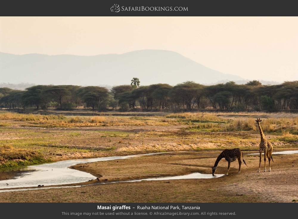 Masai giraffes in Ruaha National Park, Tanzania
