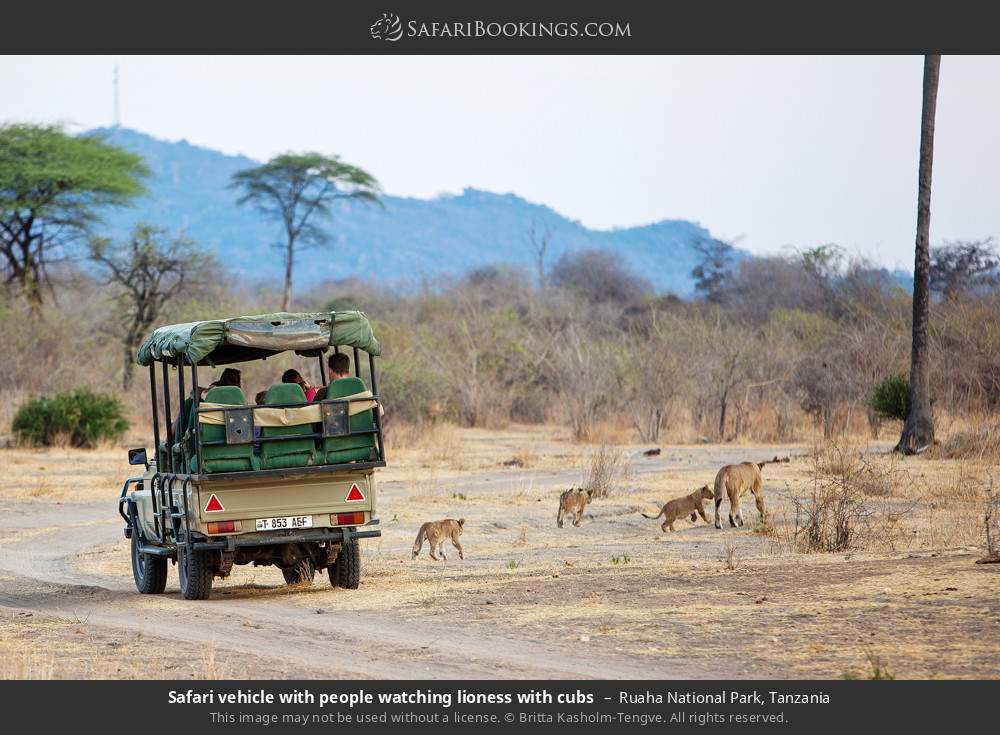 Safari vehicle watching lioness with cubs in Ruaha National Park, Tanzania