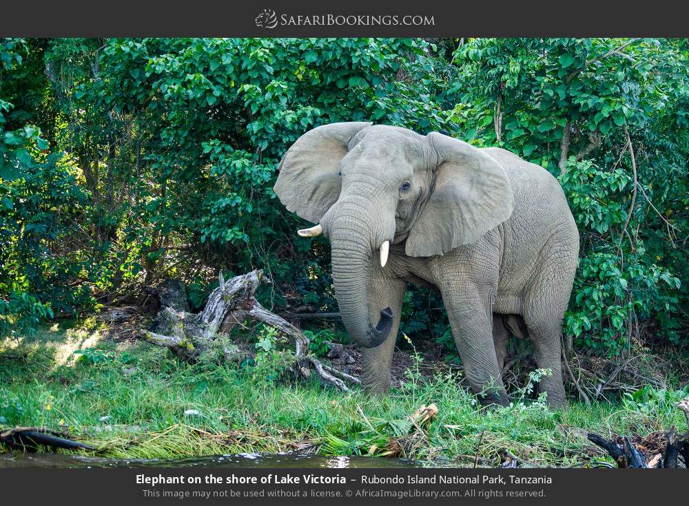 Elephant on the shore of Lake Victoria in Rubondo Island National Park, Tanzania