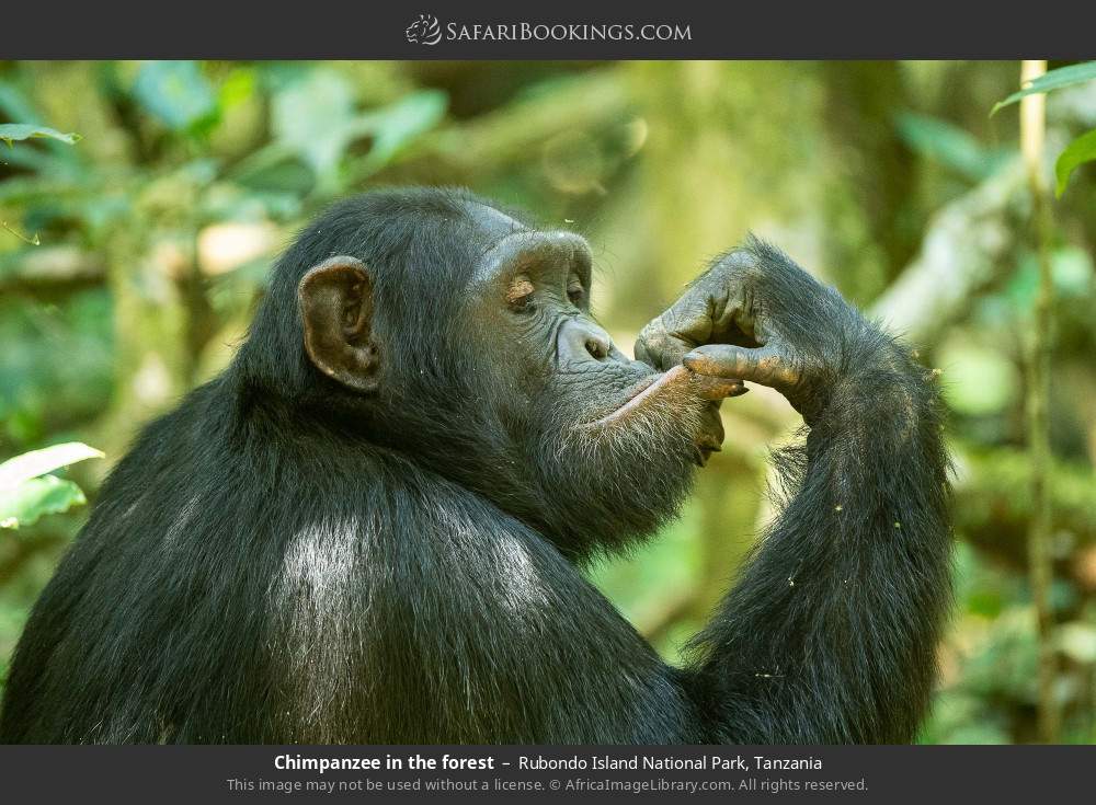Chimpanzee in the forest in Rubondo Island National Park, Tanzania