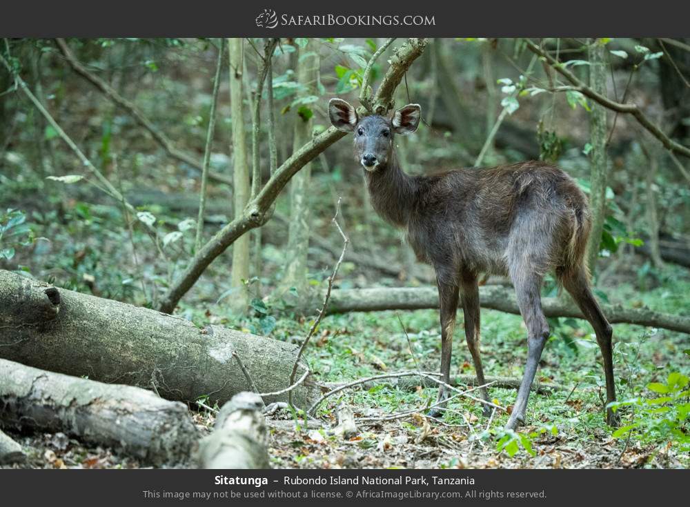 Sitatunga in Rubondo Island National Park, Tanzania