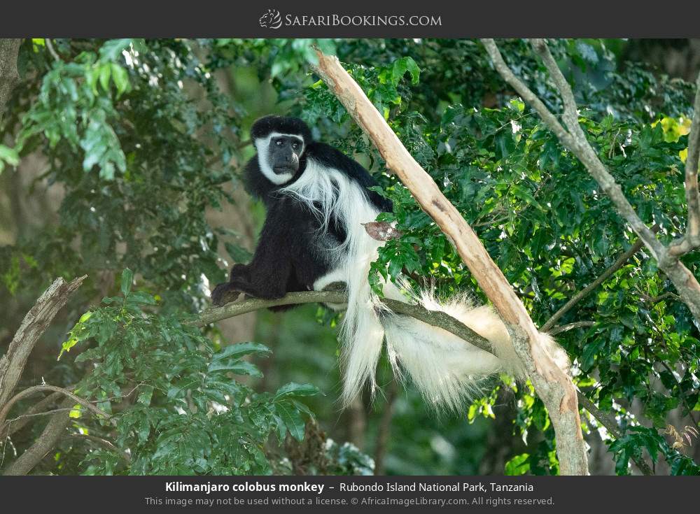 Kilimanjaro colobus monkey in Rubondo Island National Park, Tanzania