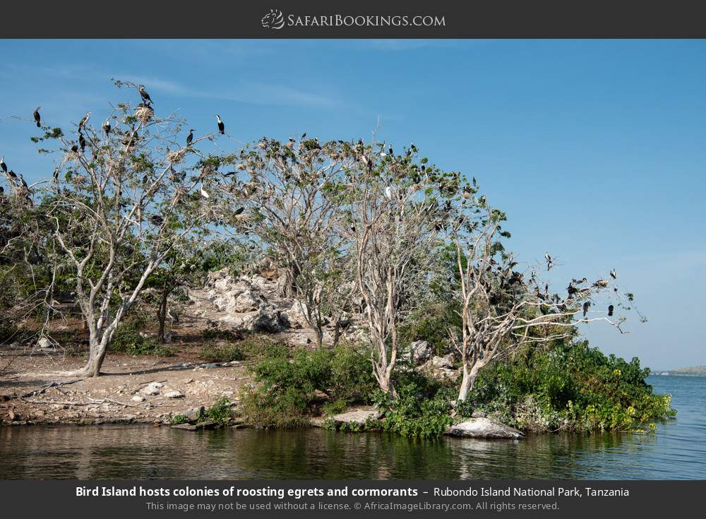 Colonies of roosting egrets and cormorants on Bird Island in Rubondo Island National Park, Tanzania