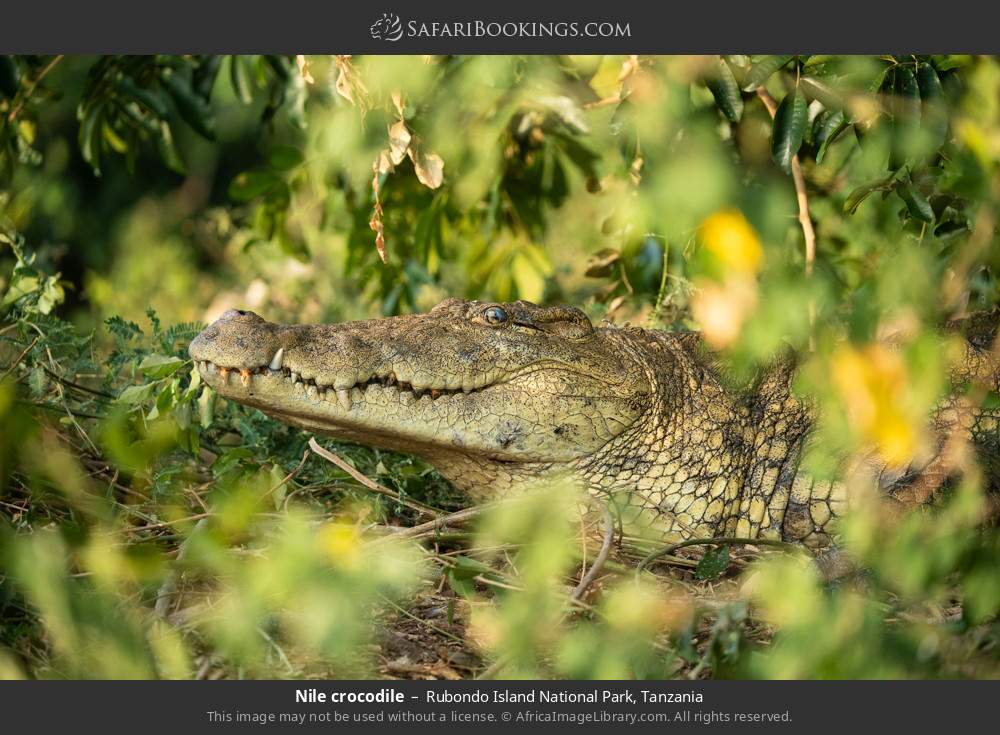 Nile crocodile in Rubondo Island National Park, Tanzania