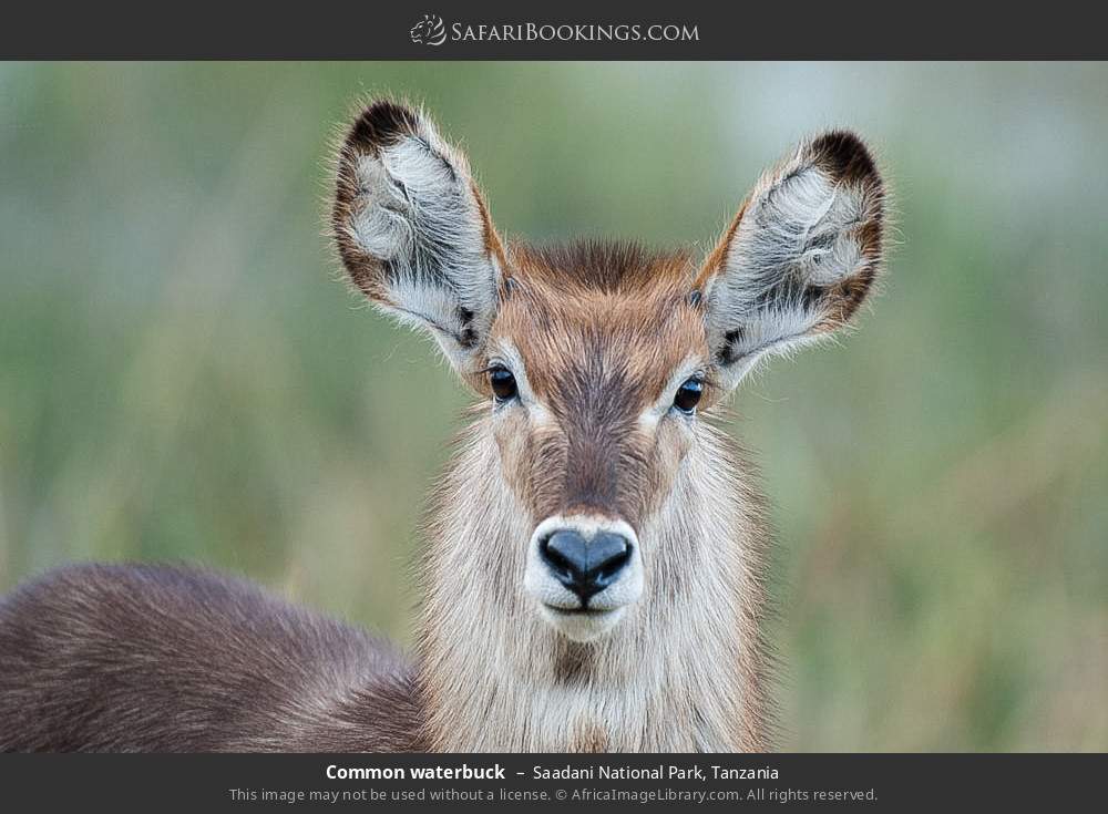 Common waterbuck in Saadani National Park, Tanzania
