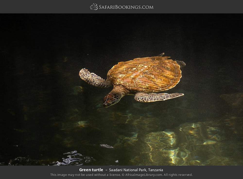 Green turtle in Saadani National Park, Tanzania
