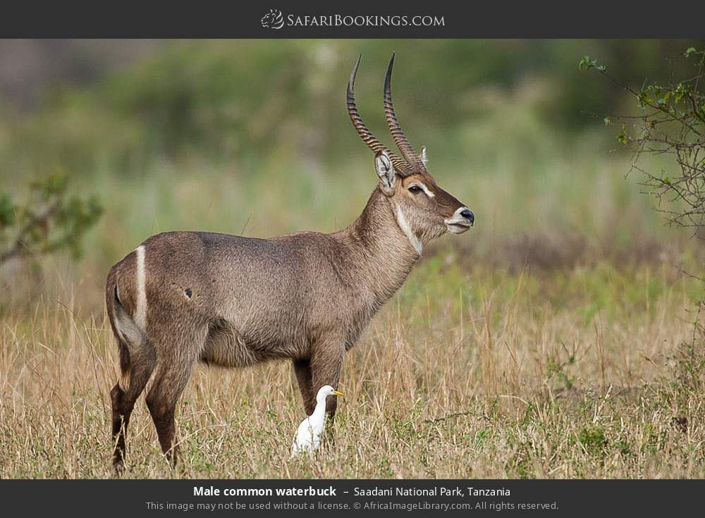 Male common waterbuck in Saadani National Park, Tanzania