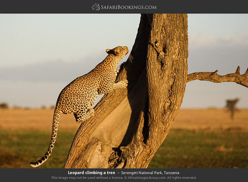 Leopard climbing a tree in Serengeti National Park, Tanzania