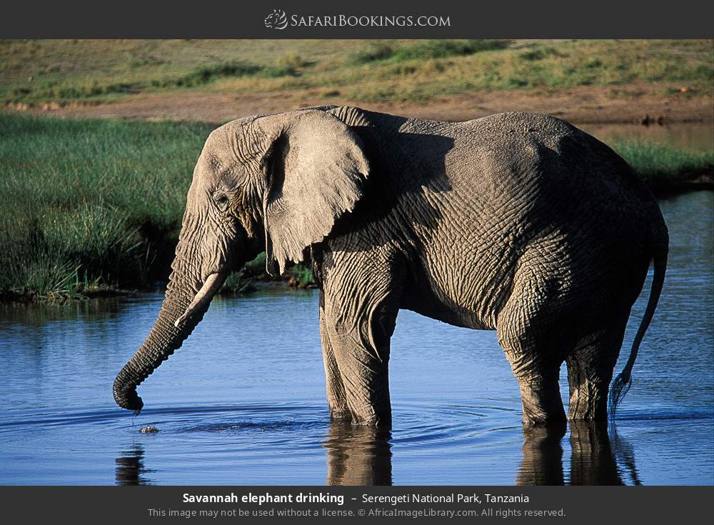 Savannah elephant drinking in Serengeti National Park, Tanzania