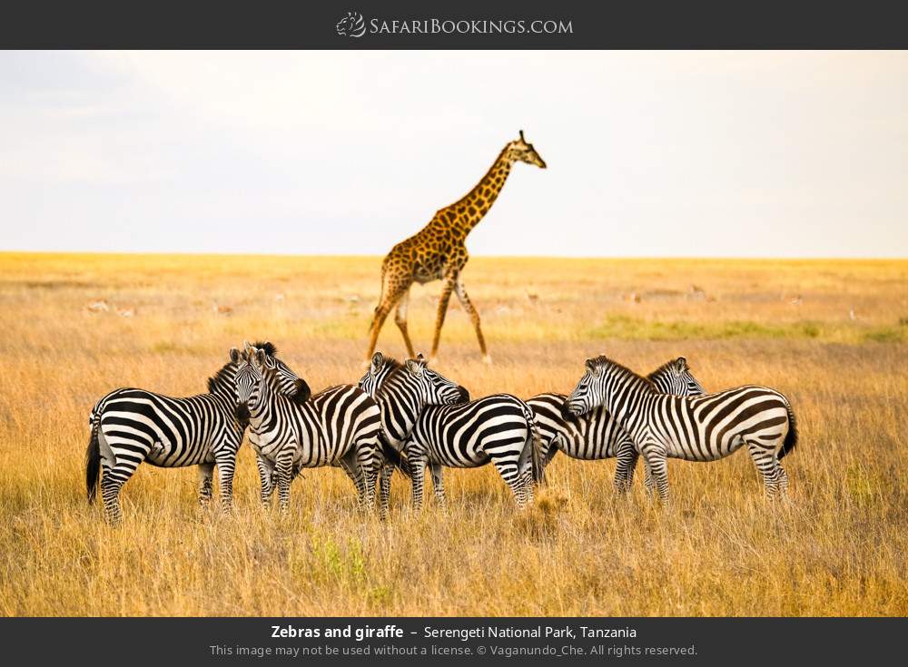 Zebras and giraffe in Serengeti National Park, Tanzania