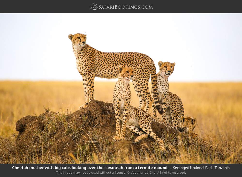 Cheetah mother and cubs surveying the savannah from a termite mound in Serengeti National Park, Tanzania