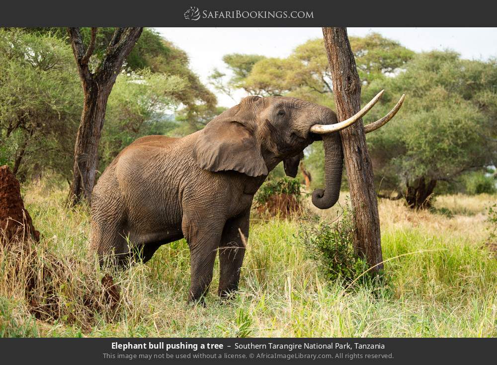 Elephant bull pushing a tree in Southern Tarangire National Park, Tanzania