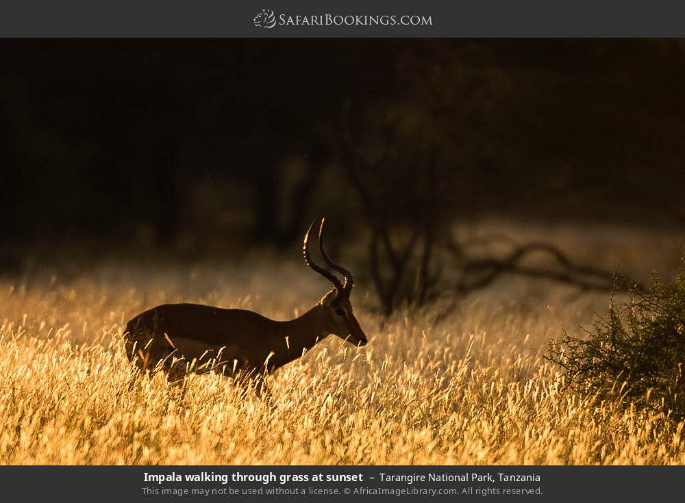 Impala walking through grass at sunset in Tarangire National Park, Tanzania