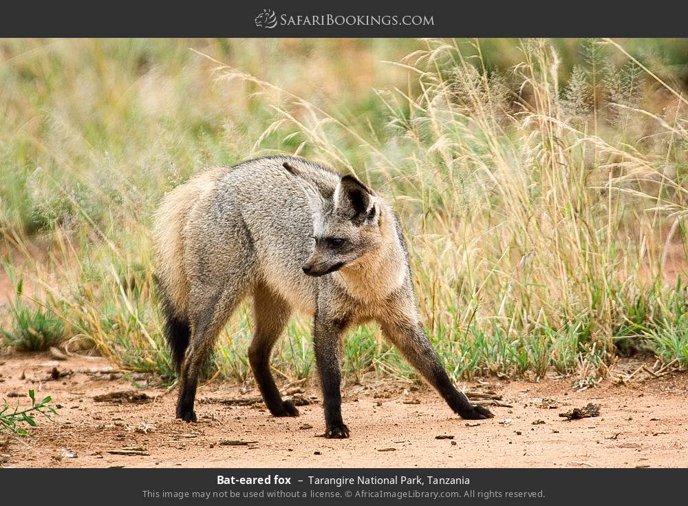 Bat-eared fox in Tarangire National Park, Tanzania