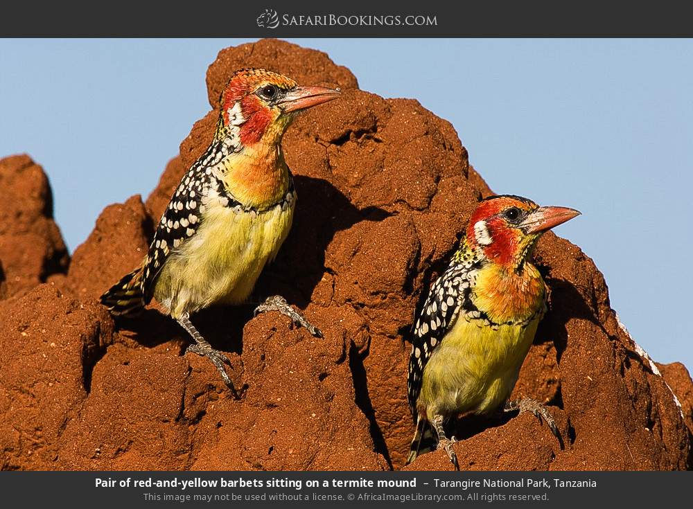 Pair of red-and-yellow barbets on a termite mound in Tarangire National Park, Tanzania