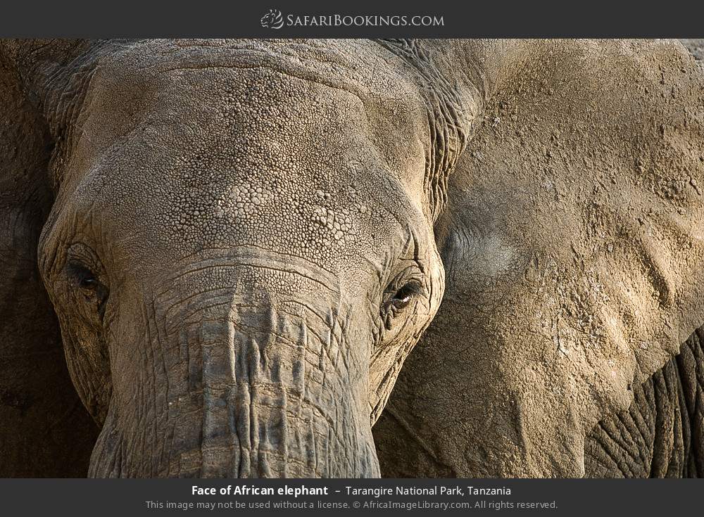 Face of an African elephant in Tarangire National Park, Tanzania