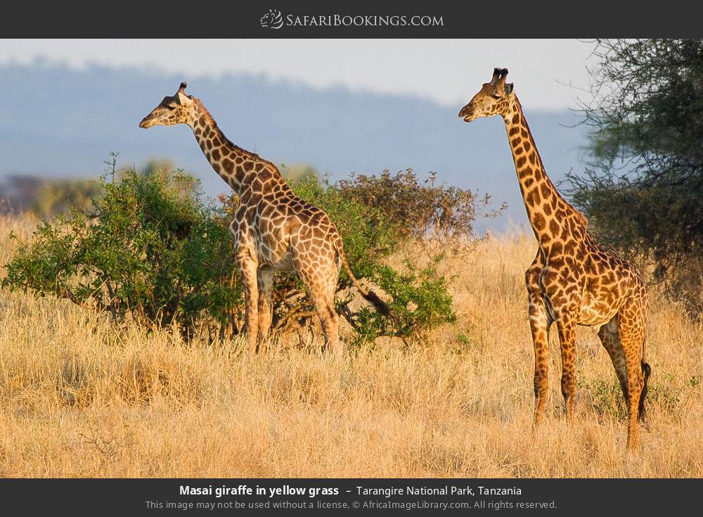 Masai giraffes in yellow grass in Tarangire National Park, Tanzania