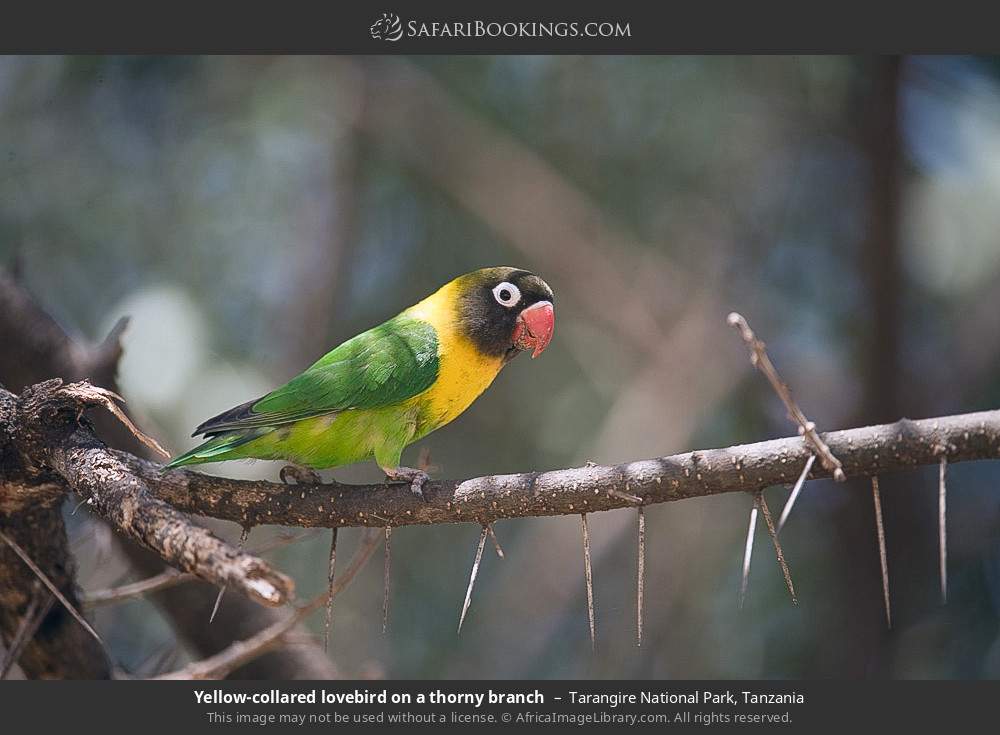 Yellow-collared lovebird on a thorny branch in Tarangire National Park, Tanzania
