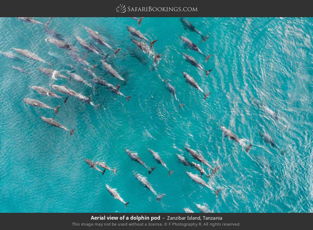 Pod of dolphins in Zanzibar Island, Tanzania