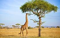 Grumeti Game Reserve