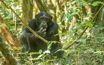 Rubondo Island National Park