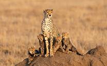 Cheetah with cubs