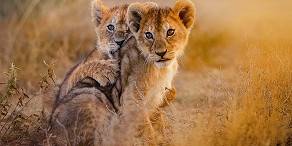 Lion cubs playing
