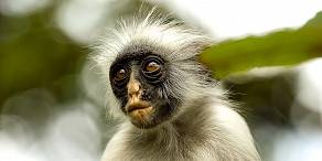 Open Photos